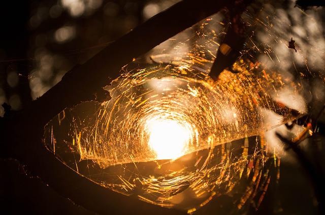 perche luce attira insetti